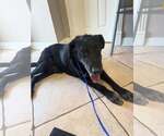 Small #2 Labrador Retriever