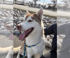 Sasha - Female Siberian Husky-Unknown Mix Dog for Adoption - Photo #6