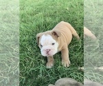 Small Photo #4 English Bulldog Puppy For Sale in FORT WORTH, TX, USA