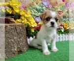 Image preview for Ad Listing. Nickname: Shih Tzu X