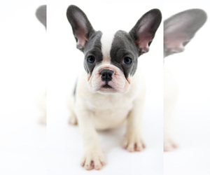 French Bulldog Puppy for sale in ORLANDO, FL, USA