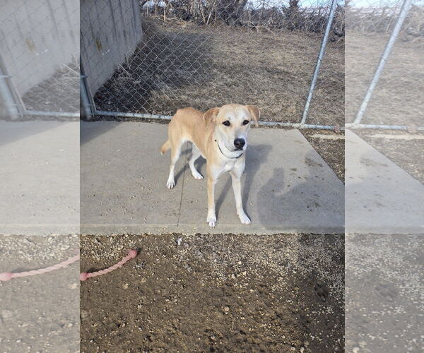 Medium Photo #1 Labrador Retriever-Unknown Mix Puppy For Sale in Maquoketa, IA, USA