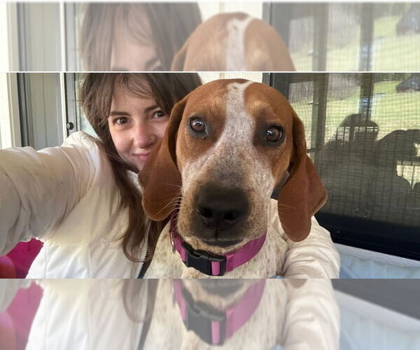 Medium Photo #6 Mutt Puppy For Sale in Elmsford, NY, USA