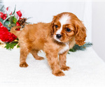 Small Photo #62 Cavalier King Charles Spaniel Puppy For Sale in WAKARUSA, IN, USA