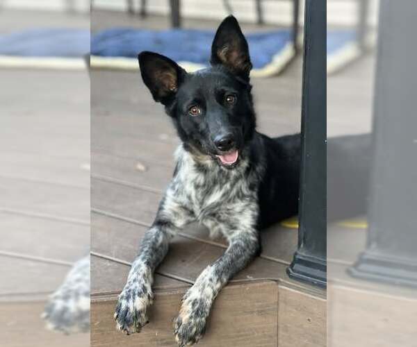 Medium Photo #1 Mutt Puppy For Sale in Belleuve, NE, USA