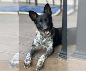 Mutt Dogs for adoption in Belleuve, NE, USA