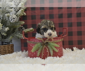 Poodle (Miniature) Puppy for sale in SENECA FALLS, NY, USA