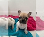 Small Photo #5 French Bulldog Puppy For Sale in NORTH LAS VEGAS, NV, USA
