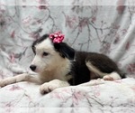 Small #4 Australian Shepherd