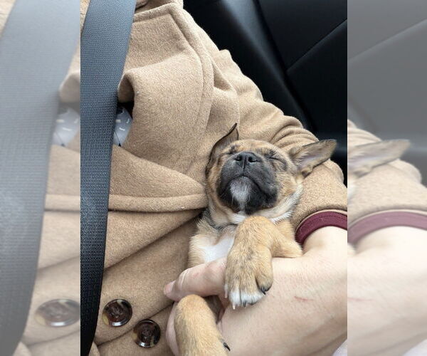 Medium Photo #2 Australian Shepherd-Pug Mix Puppy For Sale in Aurora, IN, USA