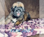 Small Photo #1 Cane Corso-Saint Bernard Mix Puppy For Sale in ANDERSON, CA, USA