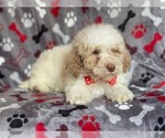 Small Photo #17 Poodle (Miniature) Puppy For Sale in LAKELAND, FL, USA
