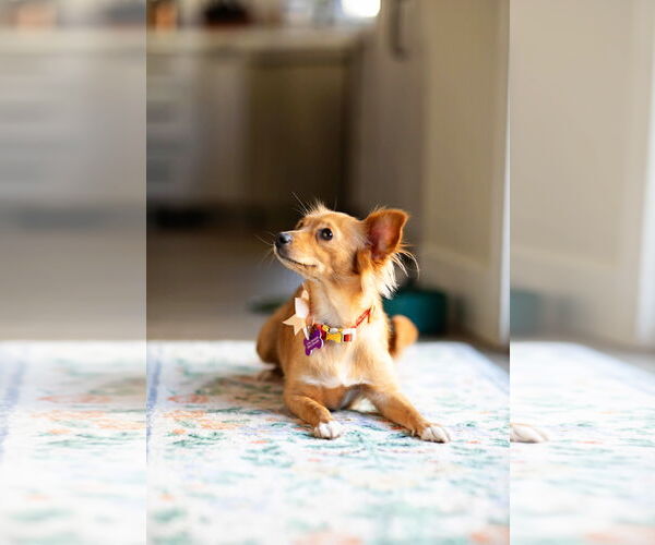 Medium Photo #11 Chiweenie Puppy For Sale in Corona, CA, USA