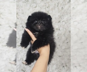 Pomeranian Puppy for sale in DAYTON, NV, USA