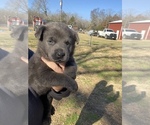 Small Photo #6 Labrador Retriever Puppy For Sale in STREETMAN, TX, USA
