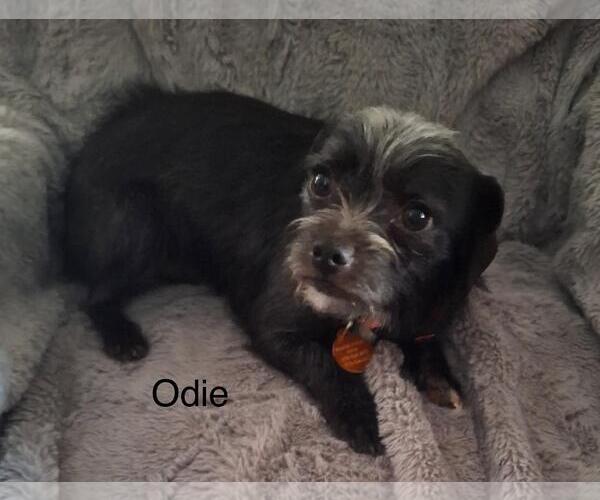 Medium Photo #3  Puppy For Sale in , 
