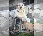 Small #2 Labrador Retriever Mix