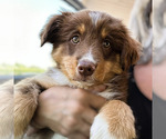 Puppy Quiver Miniature Australian Shepherd