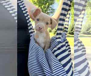 Chihuahua-Unknown Mix Dogs for adoption in Princeton, MN, USA