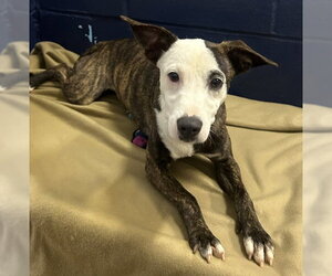 Oreo 7mo - older kids pls - Female Labrador Retriever-Unknown Mix Dog for Adoption - Photo #2