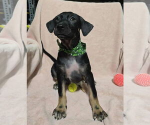 Dachshund-Unknown Mix Dogs for adoption in NYC, NY, USA