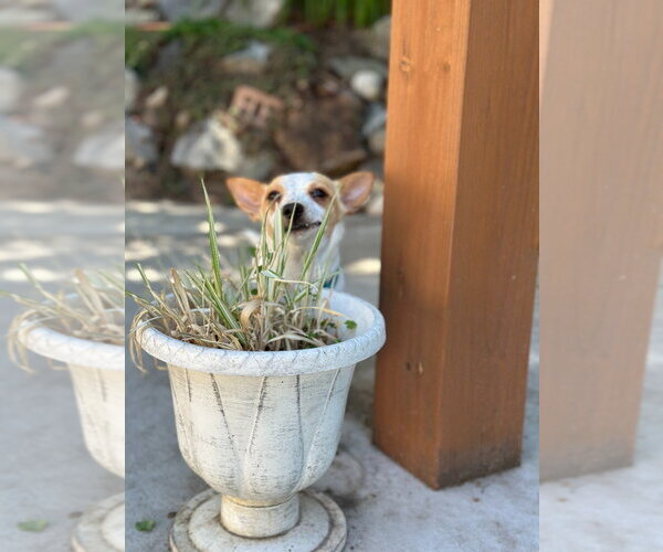 Medium Photo #3 Chihuahua-Unknown Mix Puppy For Sale in Salt Lake City, UT, USA