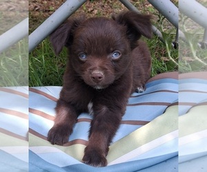 Chihuahua-Miniature Australian Shepherd Mix Puppy for sale in SMITHFIELD, VA, USA