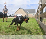 Small #12 Doberman Pinscher