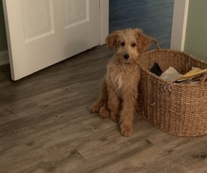 Goldendoodle Puppy for sale in MYRTLE BEACH, SC, USA
