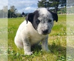 Puppy Chonkers Australian Cattle Dog-Labrador Retriever Mix