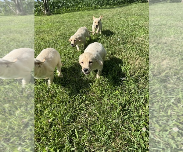 Medium Photo #4 Labrador Retriever Puppy For Sale in SWEET SPRINGS, MO, USA
