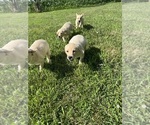 Small #3 Labrador Retriever