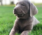 Small Photo #3 Labrador Retriever Puppy For Sale in BEARTOWN, PA, USA