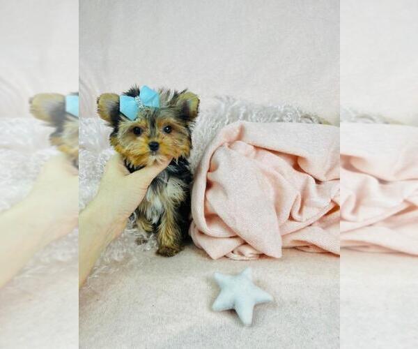 Medium Photo #14 Morkie Puppy For Sale in PEMBROKE PINES, FL, USA