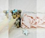 Small Photo #14 Morkie Puppy For Sale in PEMBROKE PINES, FL, USA
