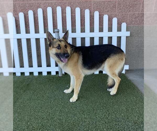 Medium Photo #1 German Shepherd Dog Puppy For Sale in Modesto, CA, USA