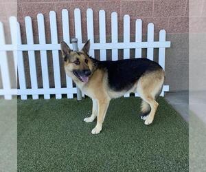 German Shepherd Dog Dogs for adoption in Modesto, CA, USA