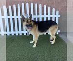 Small German Shepherd Dog