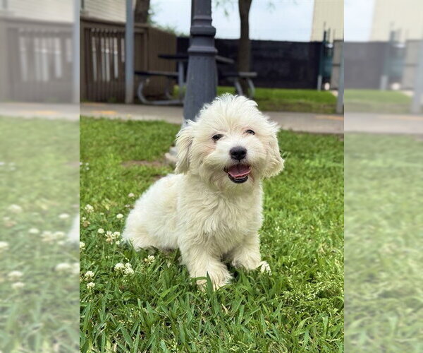 Medium Photo #1 Maltese Puppy For Sale in Sugar Land, TX, USA