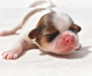 Shih Tzu Puppy for sale in PALM COAST, FL, USA