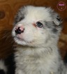 Small Photo #9 Border Collie Puppy For Sale in WHITE SALMON, WA, USA