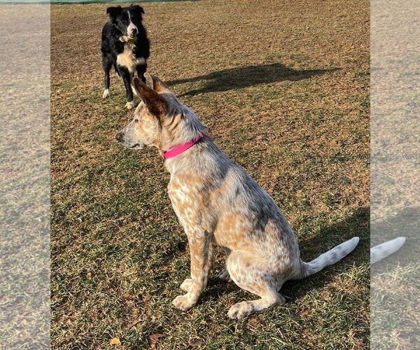 Medium Photo #4 Mutt Puppy For Sale in Garden City, NY, USA