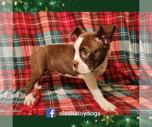 Boston Terrier Puppy for sale in MOUNTAIN HOME, AR, USA