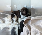 Small Photo #1 Newfoundland Puppy For Sale in LAS VEGAS, NV, USA
