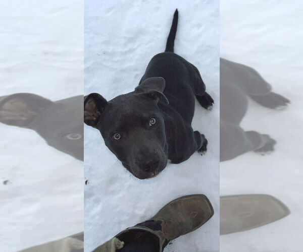 Medium Photo #1 Mutt Puppy For Sale in Boston, MA, USA