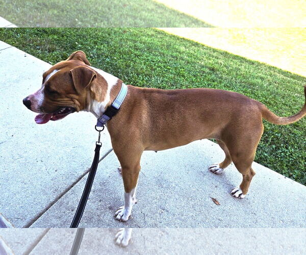 Medium Photo #2 American Pit Bull Terrier-Unknown Mix Puppy For Sale in Millersville, MD, USA