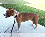 Small #1 American Pit Bull Terrier Mix