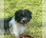 Small #2 Shorkie Tzu