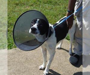 Labrador Retriever-Unknown Mix Dogs for adoption in Murfreesboro, TN, USA