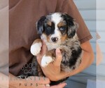 Small #3 Bernedoodle (Miniature)